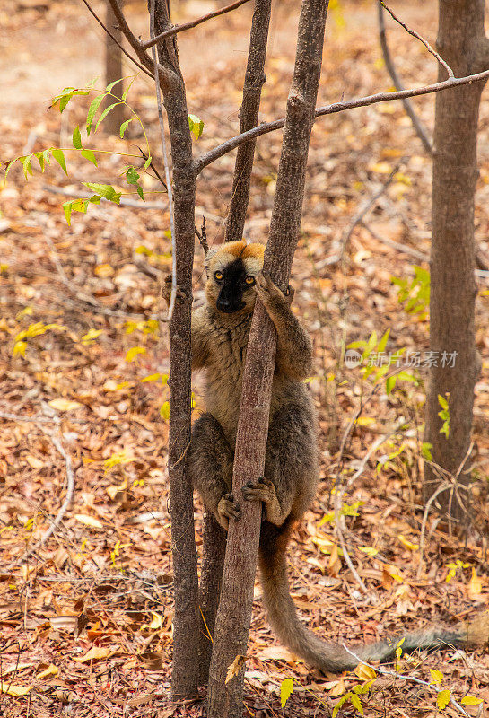 可爱的棕色狐猴(Eulemur fulvus)有橙色的眼睛。